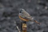 20121108_Oosterse Zwarte Roodstaart_Rolde_2